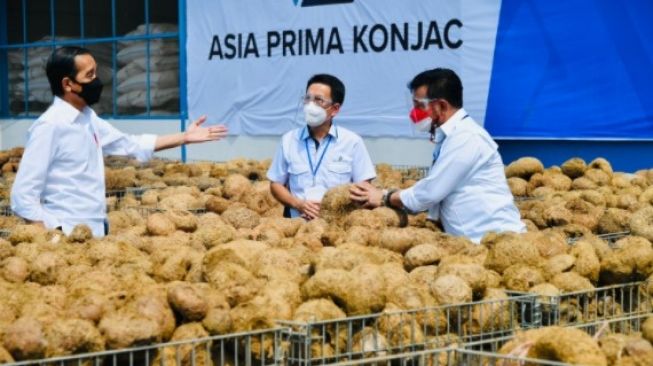 Jokowi: Porang Bakal Jadi Makanan Pokok Masa Depan