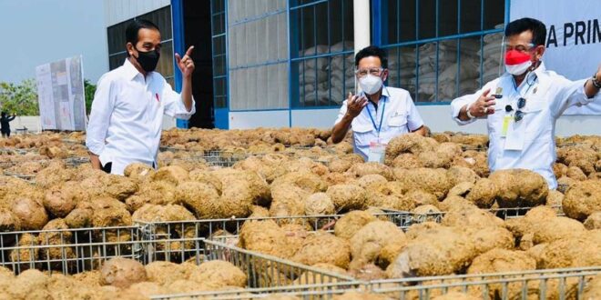 Jokowi Nilai Porang Produk Menjanjikan dan Memiliki Masa Depan Cerah